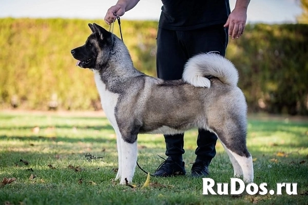 Американская акита изображение 11