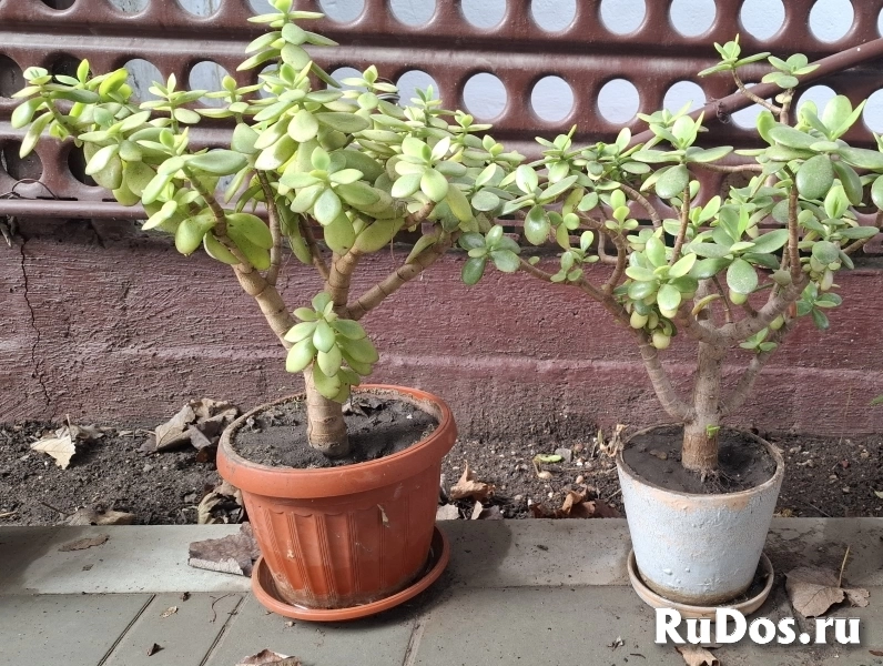 , купить растения фотка