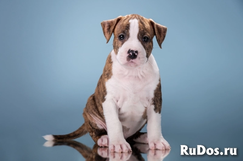 Красивые мальчики и девочки Амстаффтерьера 2 месяца ркф изображение 7