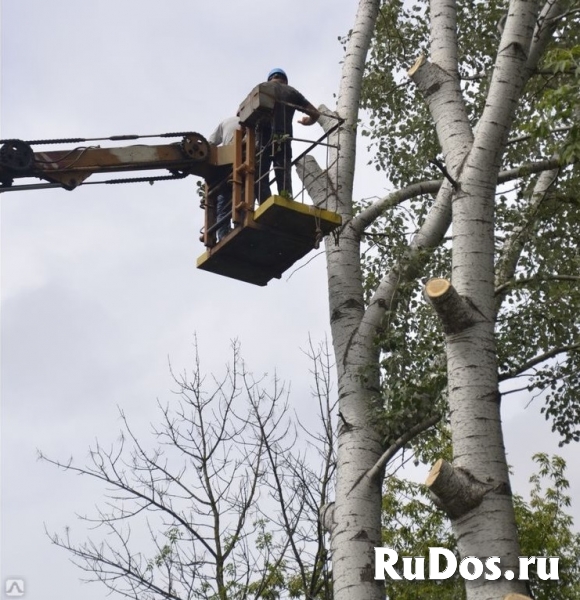 Расчистка участков, удаление деревьев, мульчирован изображение 7