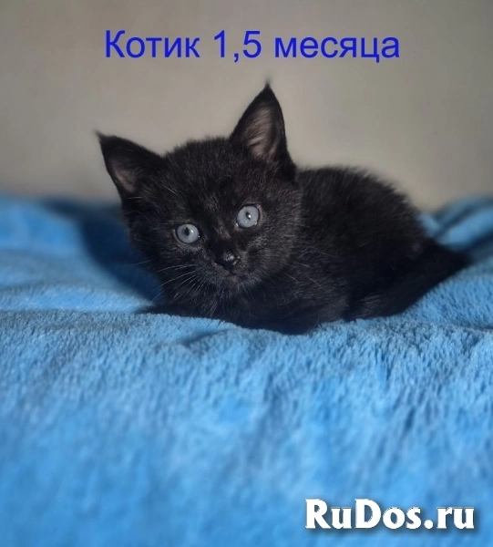 Ласковые и весёлые котята ищут дом! изображение 3