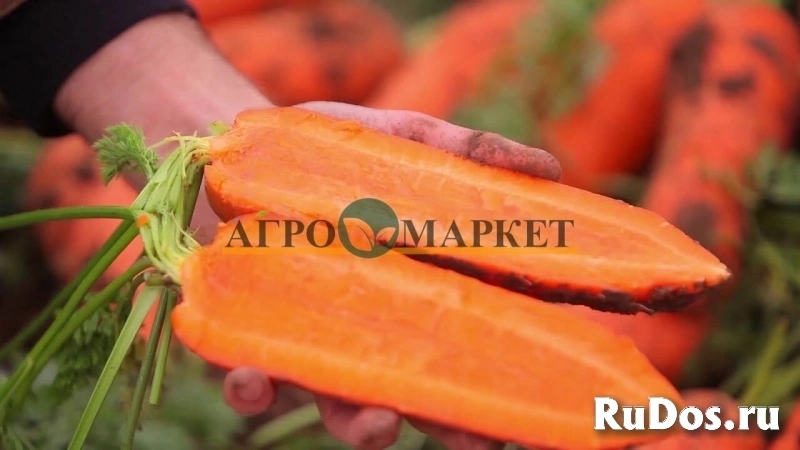 Морковь намибия F1 1,6-1,8 (1 000 000 семян) Bejo фото