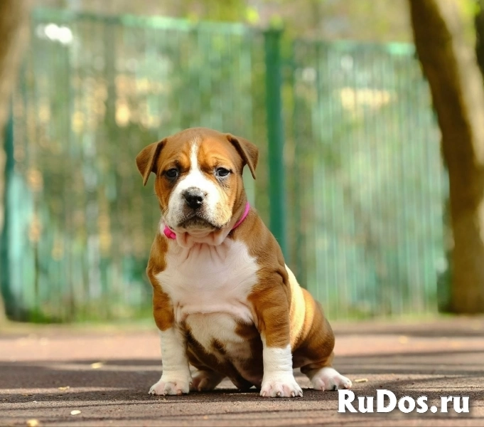 Милые детки Амстаффтерьера ркф фотка