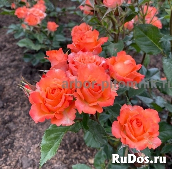 , купить растения изображение 4