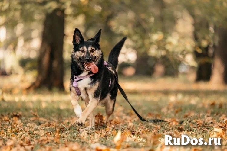 Макена ищет дом. изображение 3