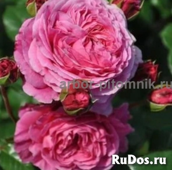 , купить растения фотка