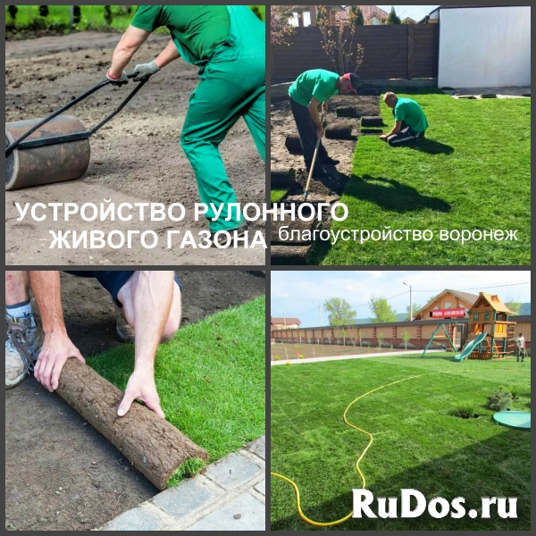 Газон рулонный и посевной Воронеж посадка изображение 4