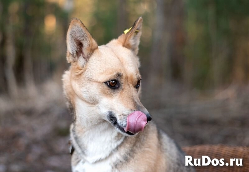 Улыбка на лапках — Бетти 1 год, всего 11 кг счастья! изображение 6