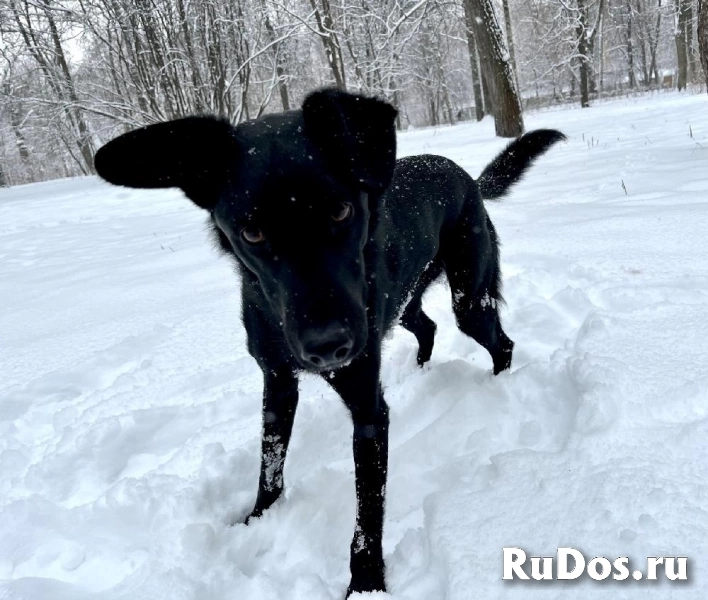 Красивый черный пес со смешными ушами по имени Морис ищет дом. изображение 7