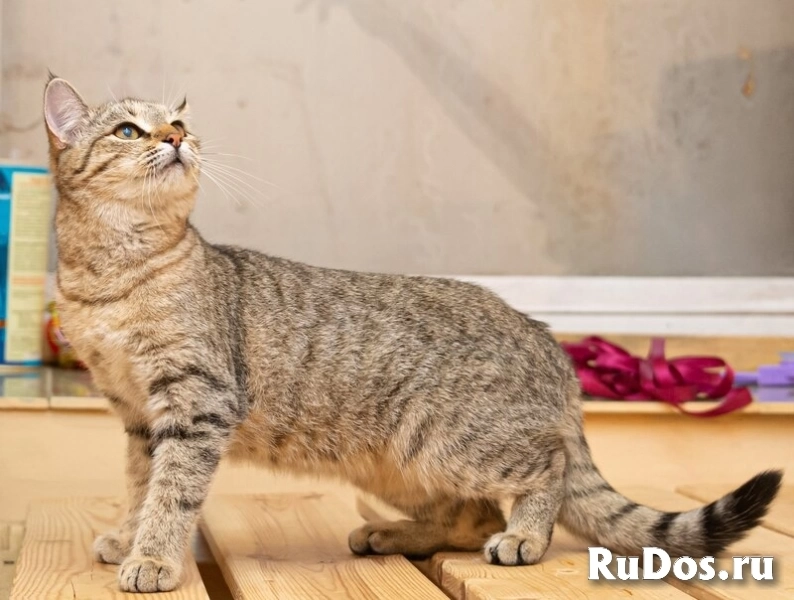 Кошечка Ася хочет домой! изображение 6