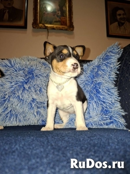 Щенки басенджи изображение 10