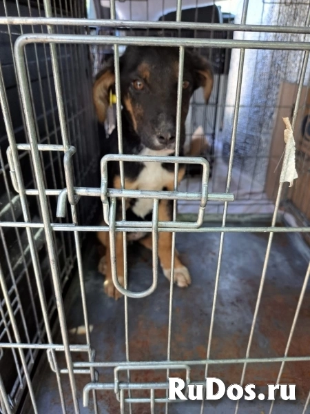 Эксклюзивная порода Monkeyrrier изображение 7