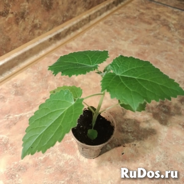 Растения изображение 3