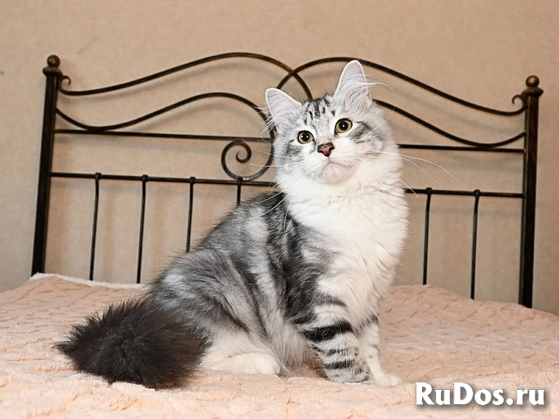 Невские маскарадные  и сибирские котята продаются фотка