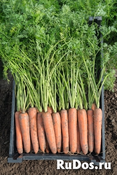 Морковь бермуда F1 1,8-2,0 (1 000 000 семян) Bejo фото