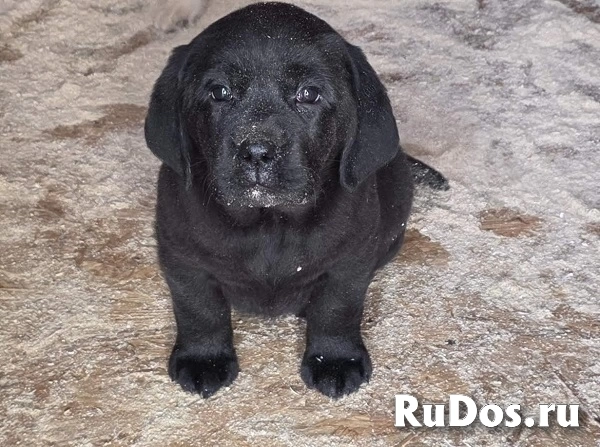 ЛАБРАДОРА-ретривера, щенки чемпионского происхождения изображение 3