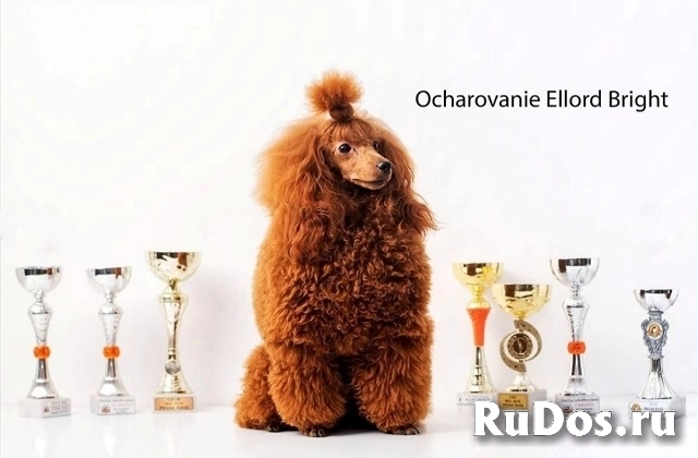 Красные пудели изображение 6