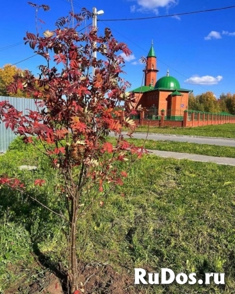 Саженцы и крупномеры высшего качества для быстрого озеленения изображение 4