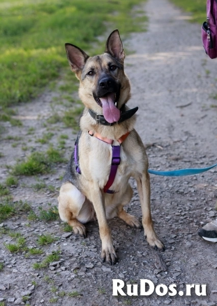 Мила самая милая и добрая собака ищет дом! фото