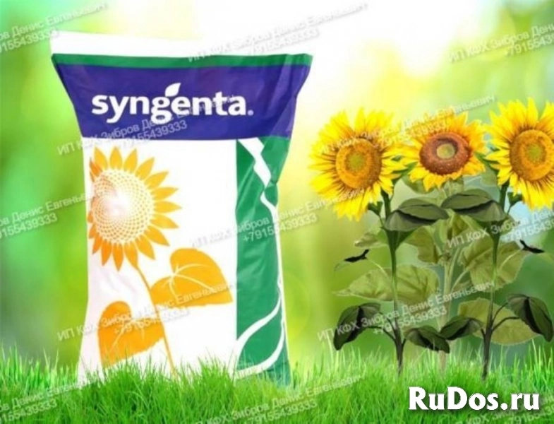 Гибриды семена подсолнечника Суванго HTS Express Syngenta фото