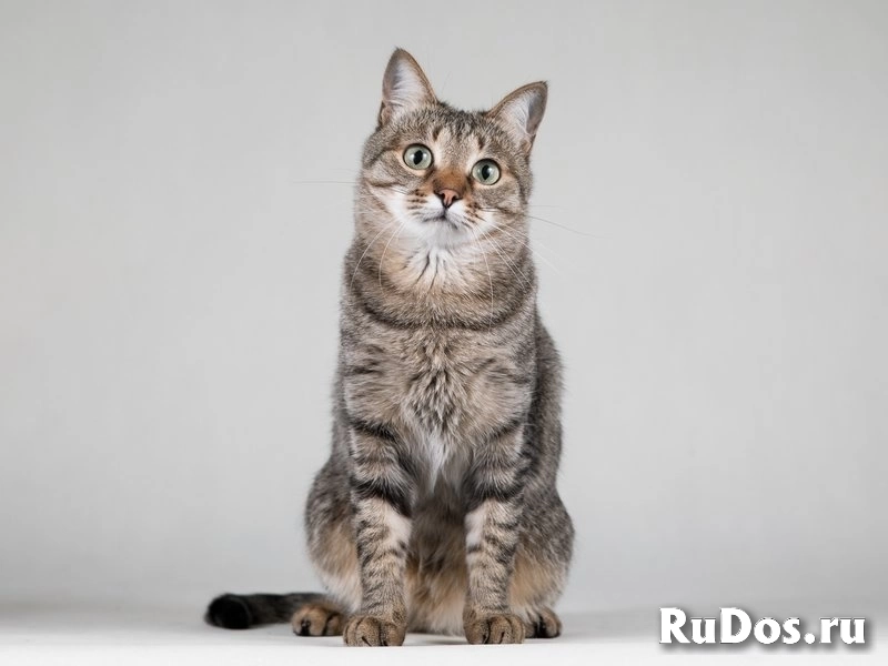 Ласковая маленькая кошечка Эми. изображение 5