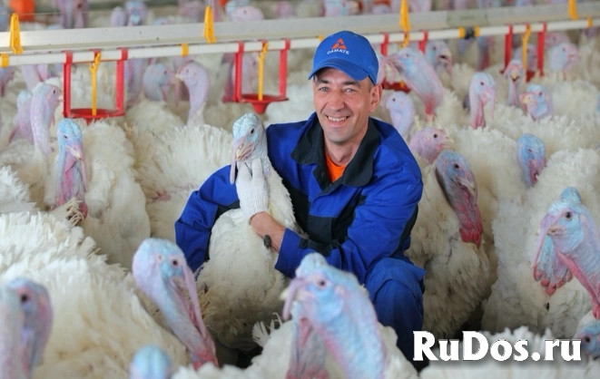 Ветеринарный врач на выращивание фото