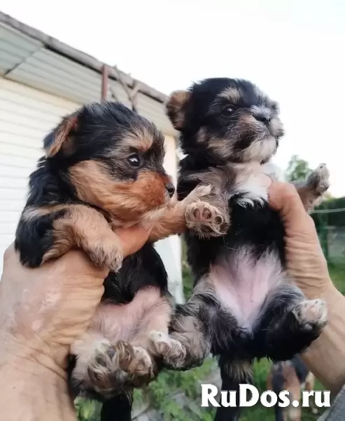 Йоркширский терьер мини, есть доставка изображение 3