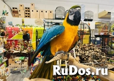 Суперручная самка сине-желтого ара фотка