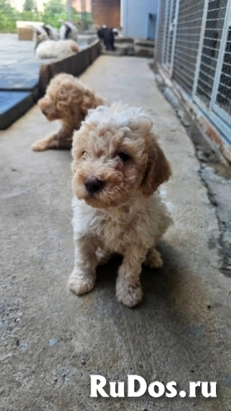 Лаготто Романьоло, щенки в наличии изображение 6