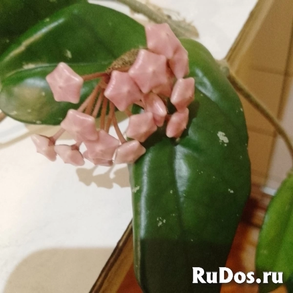 , купить растения фотка