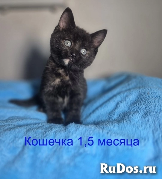 Ласковые и весёлые котята ищут дом! фотка