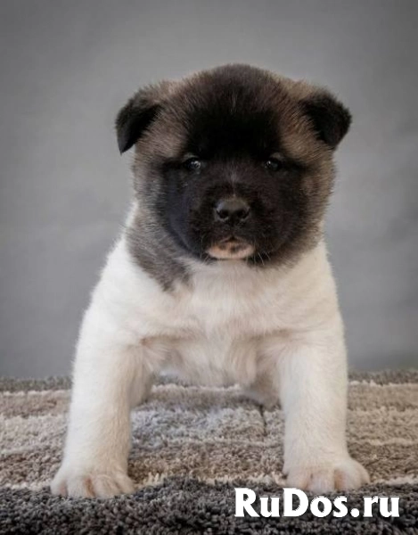 Американская акита, исключительные щенки изображение 3