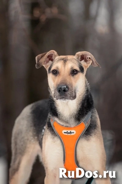 Собака-олененок Одри ждет свою семью! изображение 9