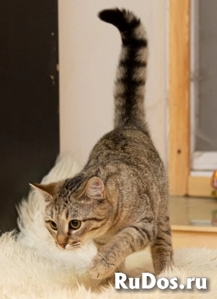 Кошечка Ася хочет домой! изображение 4