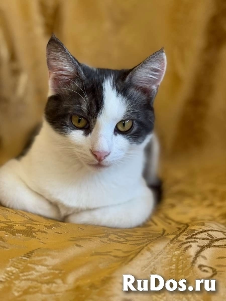 Замечательный котенок Лунтик  ищет дом! изображение 10