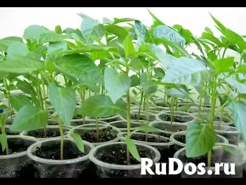 Продаю рассаду овощей фотка