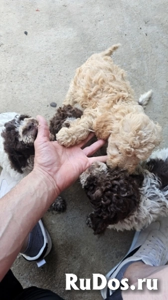 Лаготто-романьоло, великолепные щенки изображение 8