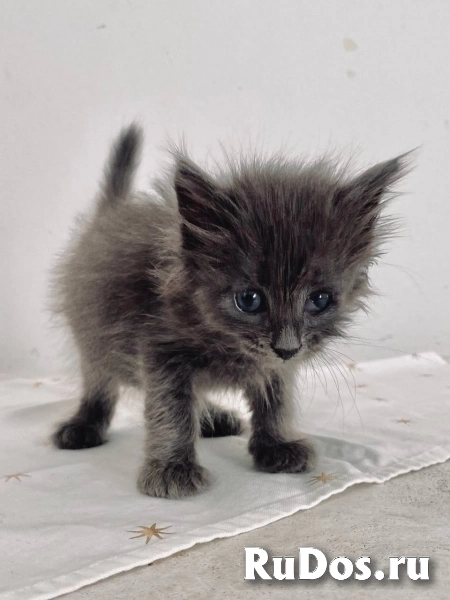 Отдаю в добрые руки чудесных малышей. изображение 7