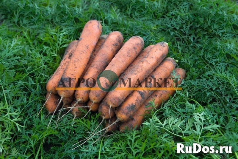 Морковь номинатор F1 2,4-2,6 (1 000 000 семян) Bejo фото