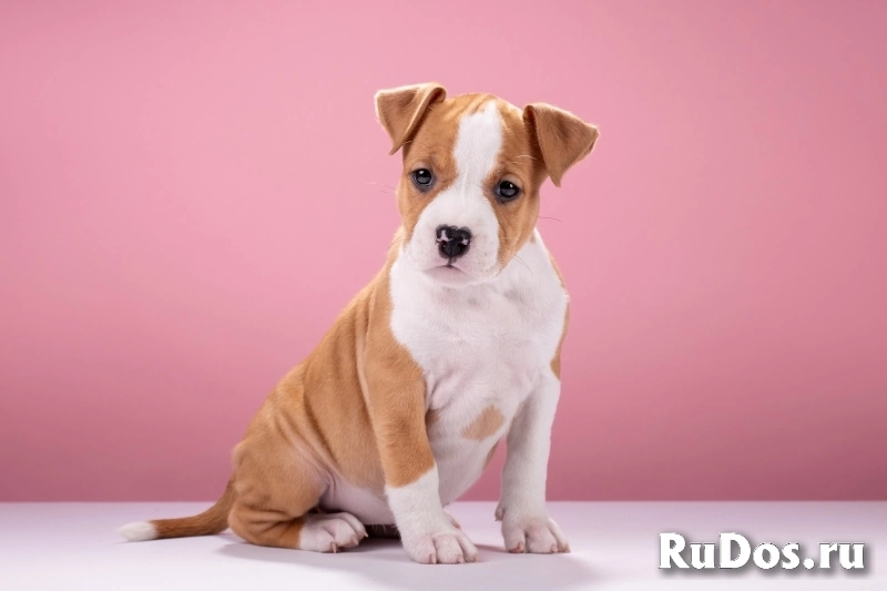 Красивые мальчики и девочки Амстаффтерьера 2 месяца ркф изображение 9