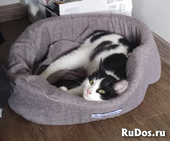 котенок Мишка ищет дом изображение 4