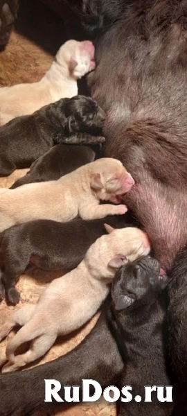 ЛАБРАДОРА-ретривера, щенки чемпионского происхождения изображение 7