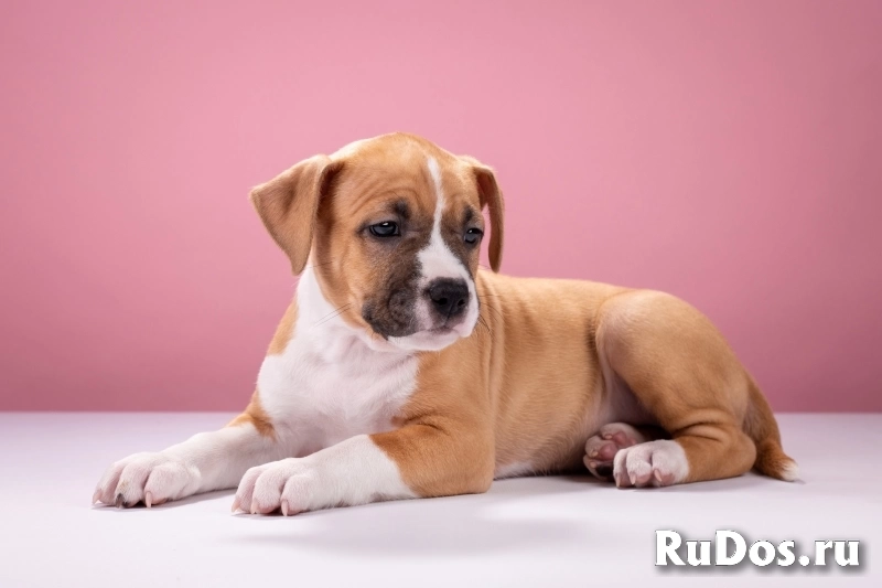 Красивые мальчики и девочки Амстаффтерьера 2 месяца ркф изображение 10