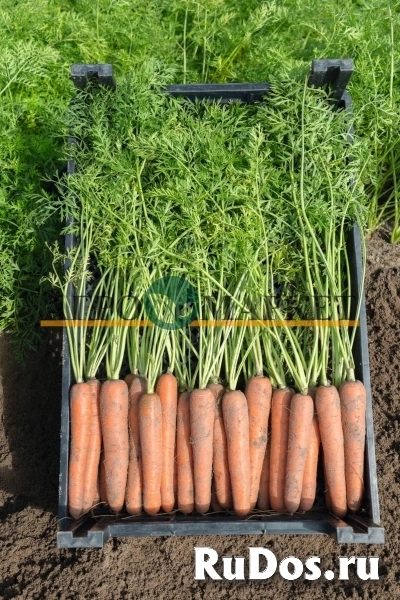Морковь ньюхолл F1 2,4-2,6 (1 000 000 семян) Bejo фото