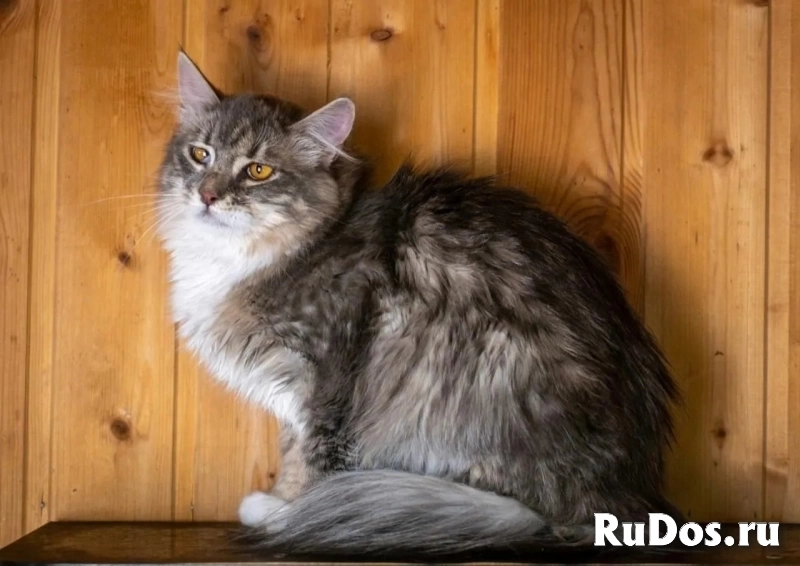 Кошечка Сьюзи ищет любящую семью. в Москве Кошечка Сьюзи ищет любящую семью. изображение 3