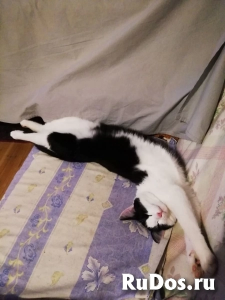Котик Чип ищет дом фото