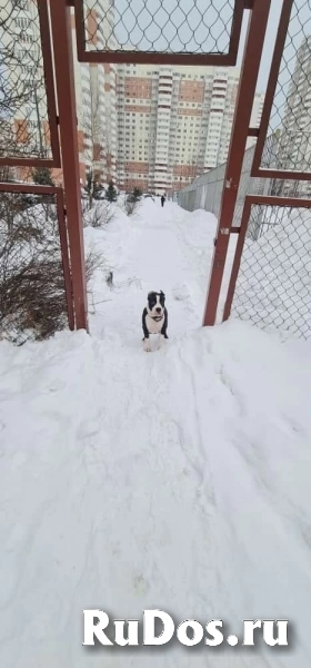 Шикарные щенки Амстаффтерьера ркф изображение 4