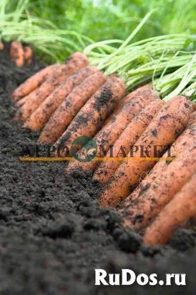 Морковь ниланд F1 2,4-2,6 (1 000 000 семян) Bejo фото