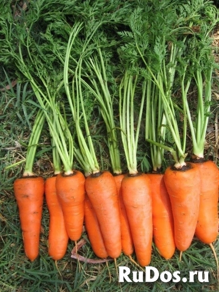 Морковь СВ 3118 ДЧ F1 2,0-2,2 (1 000 000 семян) Seminis фото