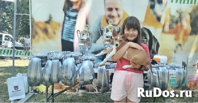 Щенки басенджи изображение 4